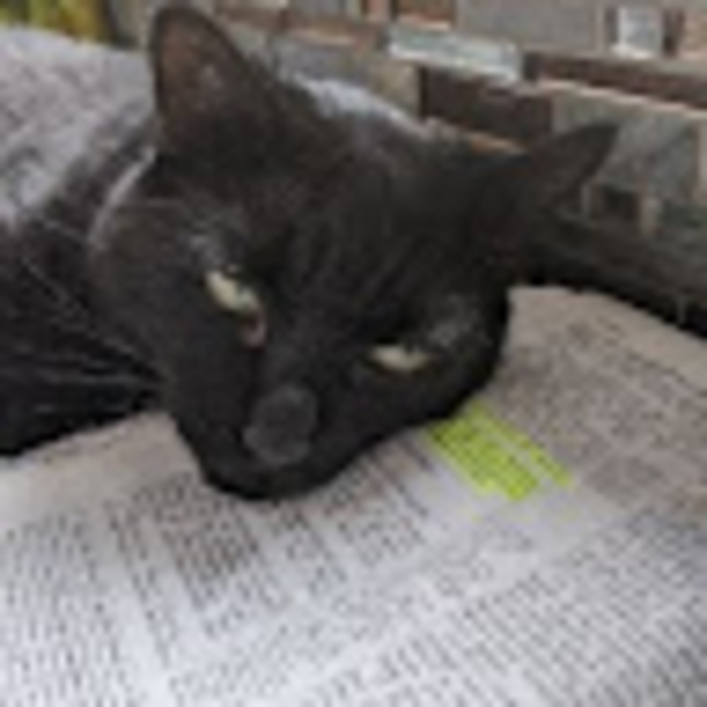 Meet your Posher, Loswife